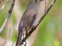 A10A4541Cuban_Solitaire