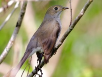 A10A4543Cuban_Solitaire