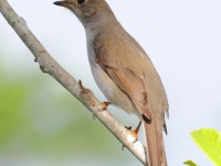 A10A4553Cuban_Solitaire