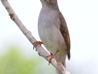 A10A4556Cuban_Solitaire