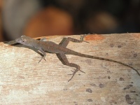 A10A4598Cuban_Lizard