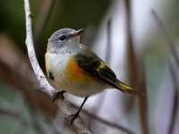 A10A4601American_Redstart