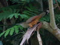 A10A4613Great_Lizard_Cuckoo