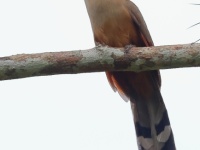 A10A4625Great_Lizard_Cuckoo