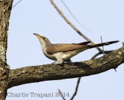 6S3A3280Yellow-BilledCuckoo