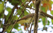 6S3A7598Yellow-Billed_Cuckoo copy
