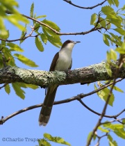 6s3a2529black-billedcuckoo