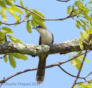6s3a2538black-billedcuckoo
