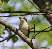 6s3a2649black-billedcuckoo