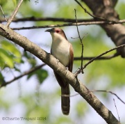 6s3a2652black-billedcuckoo
