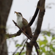 6s3a3318yellow-billedcuckoo