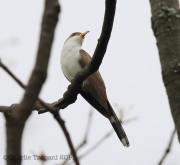 6s3a3328yellow-billedcuckoo