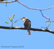 6s3a3772yellow-billedcuckoo