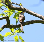 6s3a3854yellow-billedcuckoo