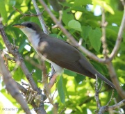 6s3a5553yellow-billedcuckoo
