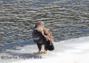 6S3A2071Immature_Bald_Eagle