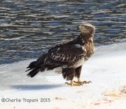 6S3A2096Immature_Bald_Eagle