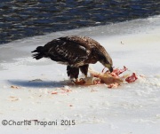 6S3A2101Immature_Bald_Eagle