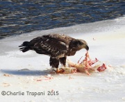 6S3A2107Immature_Bald_Eagle