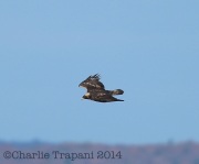 6S3A3172GoldenEagle copy