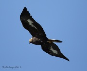 6S3A5001Golden_Eagle