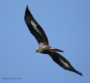 6S3A5003Golden_Eagle_LSP