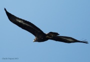6S3A5007Golden_Eagle