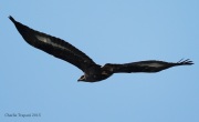 6S3A5008Golden_Eagle