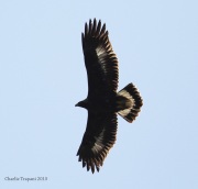 6S3A5020Golden_Eagle