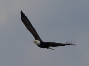 6s3a0677baldeagle