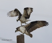 6s3a1924ospreysmating