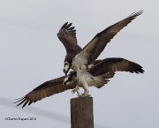 6s3a1931ospreysmating