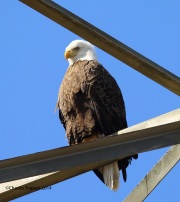 6s3a2424baldeagle