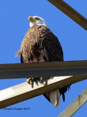 6s3a2434baldeagle