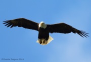 6s3a6576maturebaldeagle