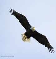 6s3a6577maturebaldeagle