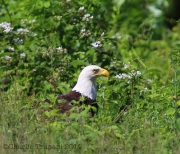 6s3a6582maturebaldeagle