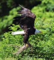 6s3a6586maturebaldeagle