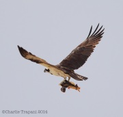 6s3a7528ospreywithfish