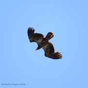 6s3a8717juvbaldeagle