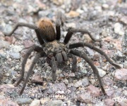 0J6A0097Tarantula