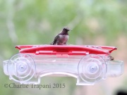 0J6A0372Costa's_Hummingbird