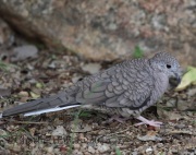 0J6A0755Inca_Dove