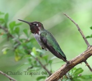 0J6A0762Anna's_Hummingbird
