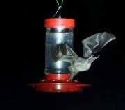 0J6A0987Long-nosed_Bat