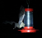 0J6A1171Long-Nosed_Bat
