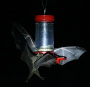 0J6A1234Long-nosed_Bats