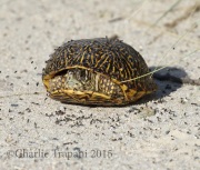 0J6A1307Turtle