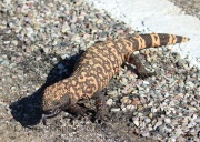 0J6A1325Gila_Monster