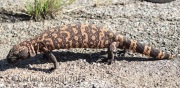 0J6A1340Gila_Monster